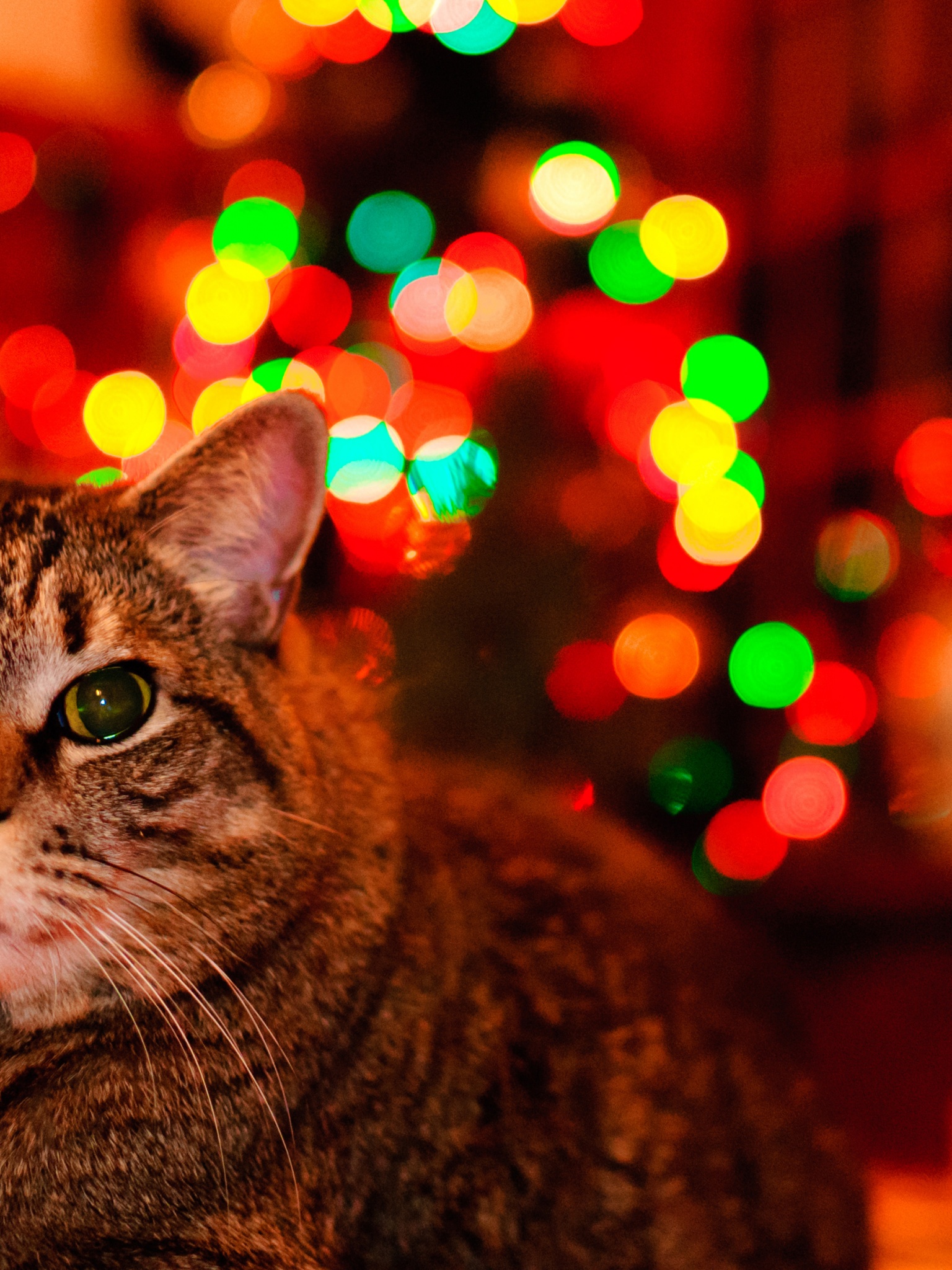 Christmas And Maine Coon Cat