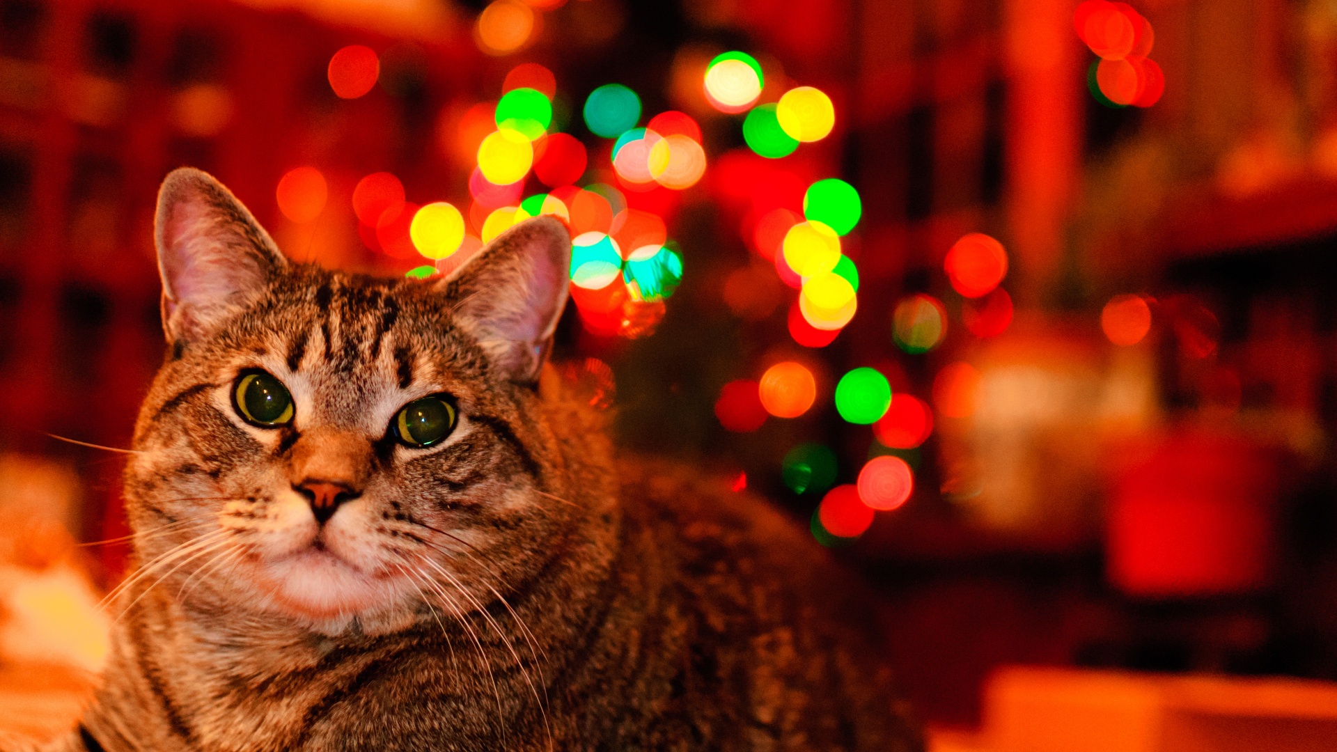 Christmas And Maine Coon Cat