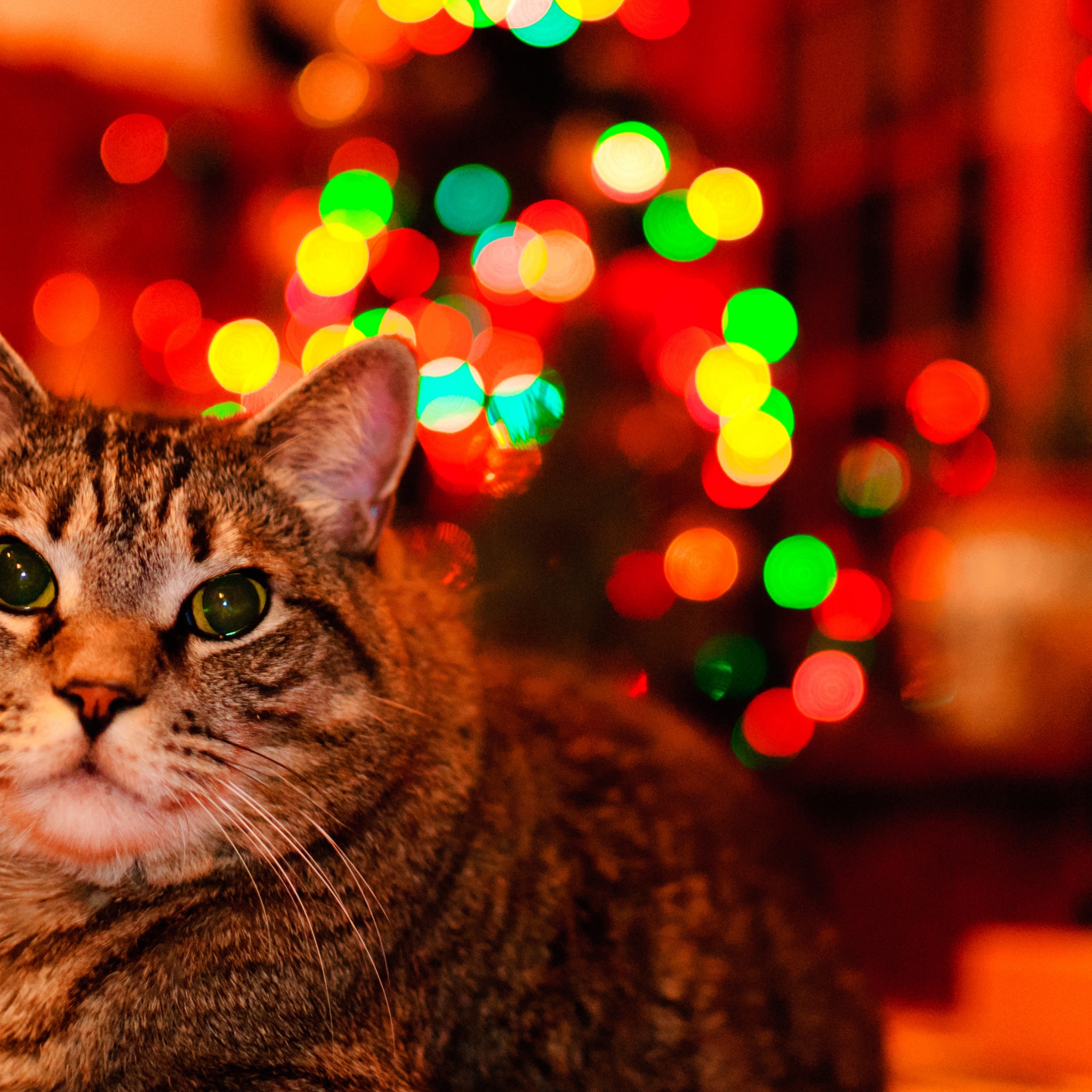 Christmas And Maine Coon Cat