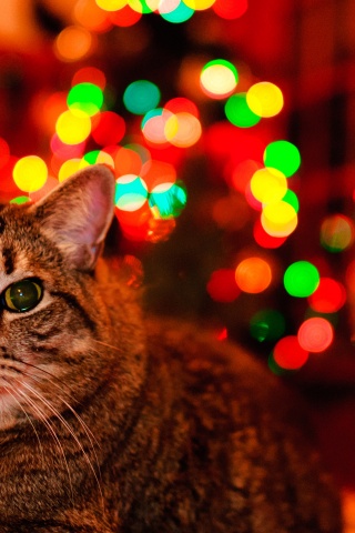 Christmas And Maine Coon Cat