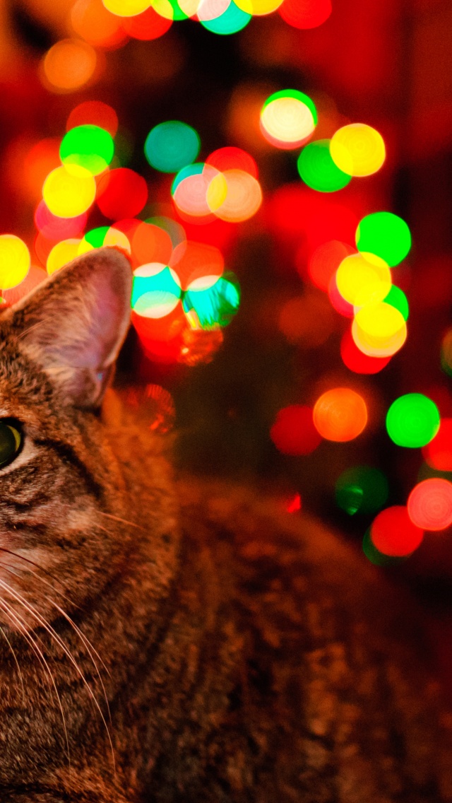 Christmas And Maine Coon Cat