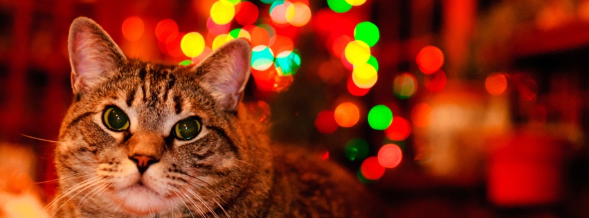 Christmas And Maine Coon Cat