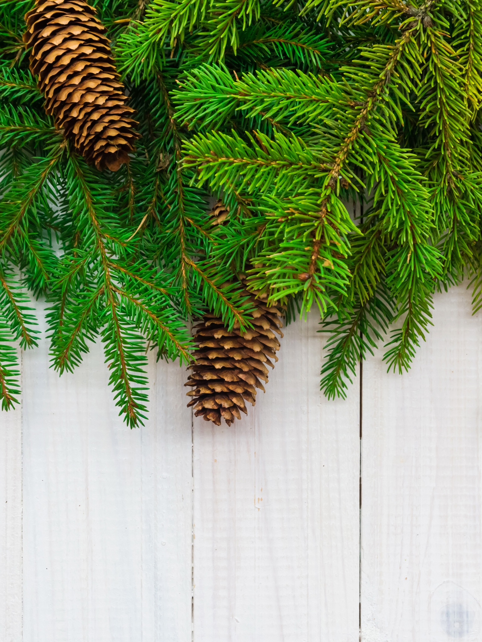 Christmas Branches Pine Cone