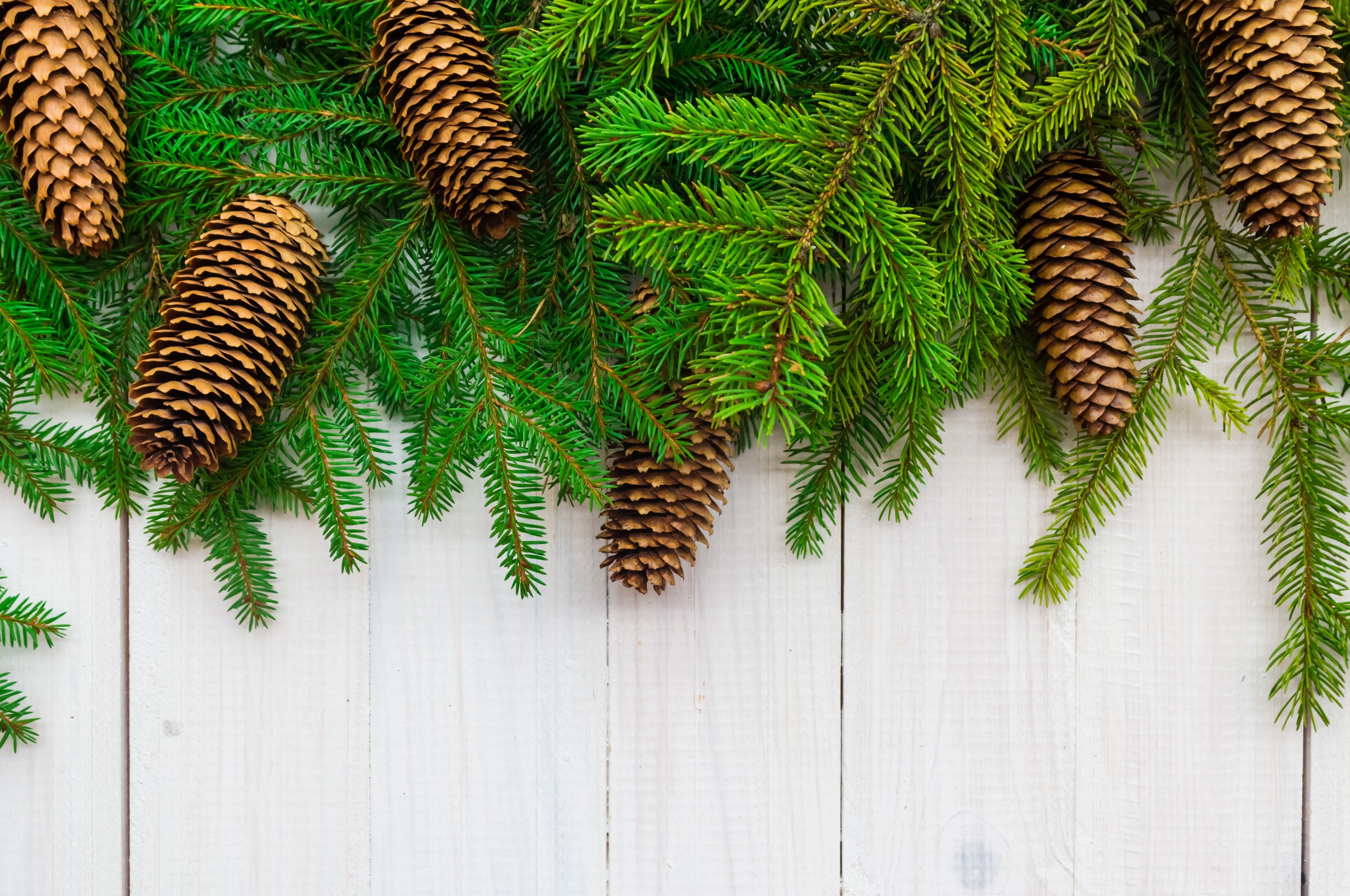 Christmas Branches Pine Cone