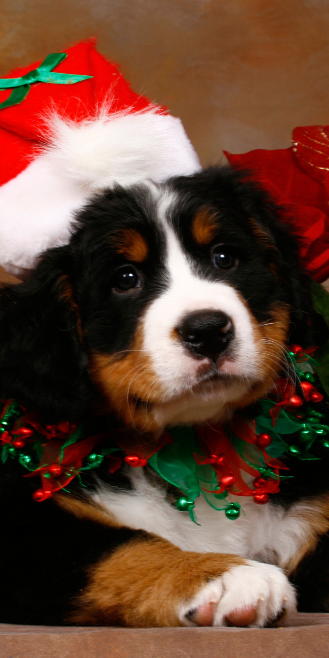 Christmas Cute Puppy