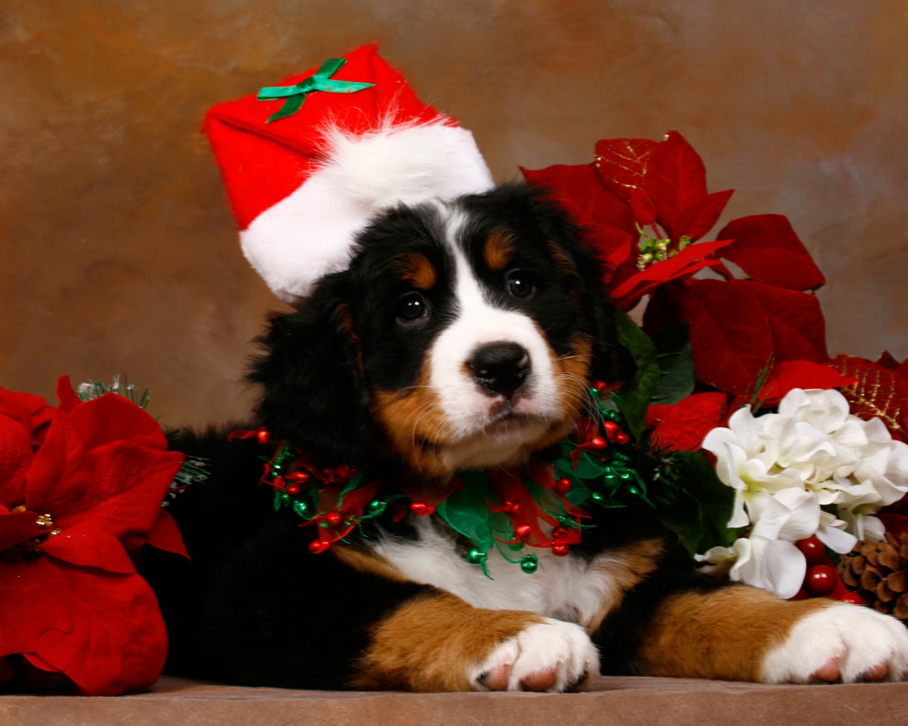 Christmas Cute Puppy