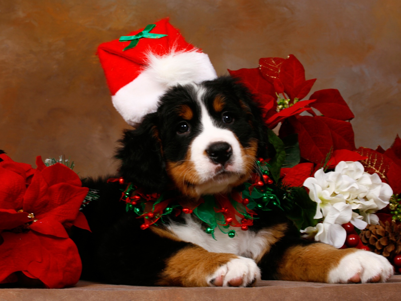 Christmas Cute Puppy