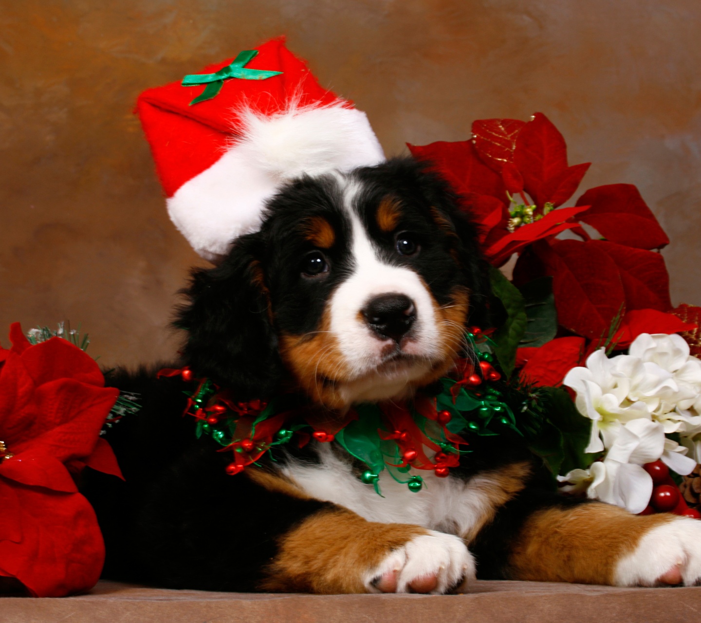 Christmas Cute Puppy