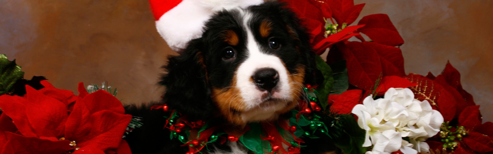 Christmas Cute Puppy