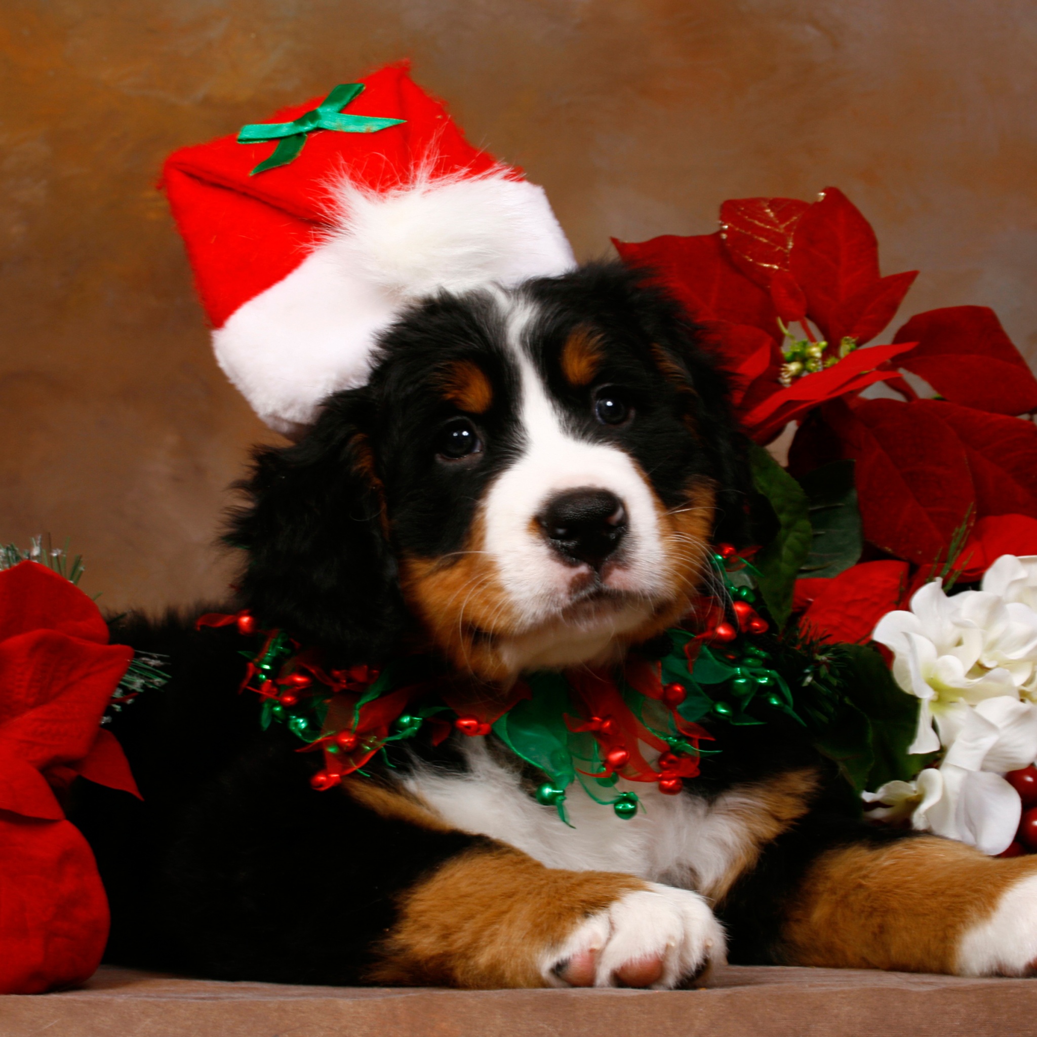 Christmas Cute Puppy