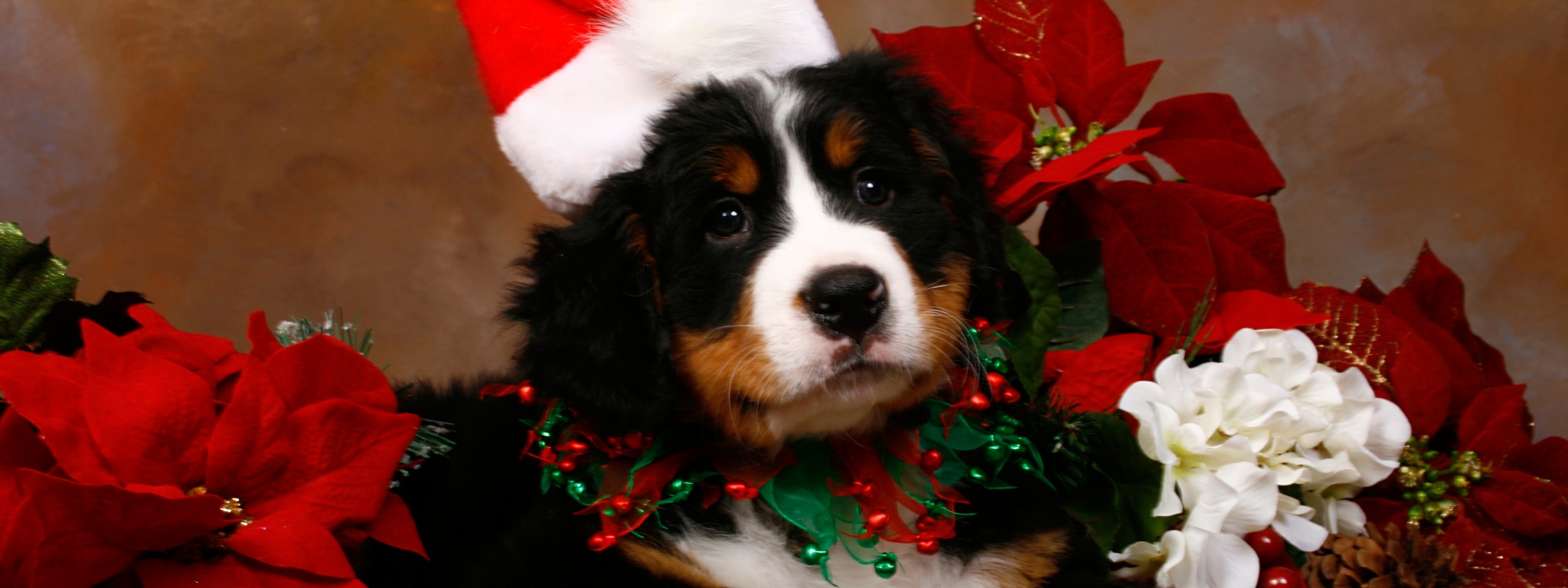 Christmas Cute Puppy