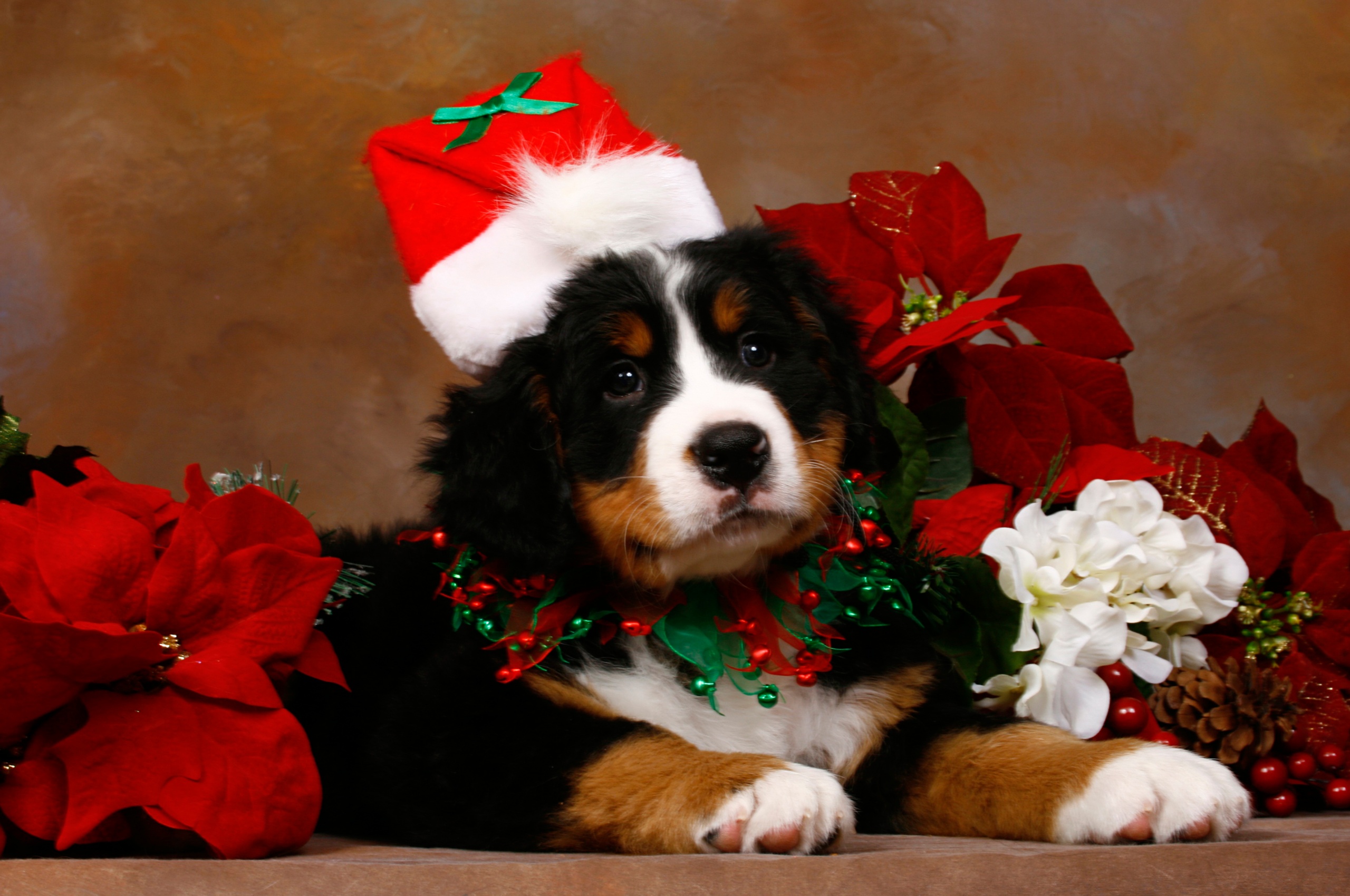 Christmas Cute Puppy