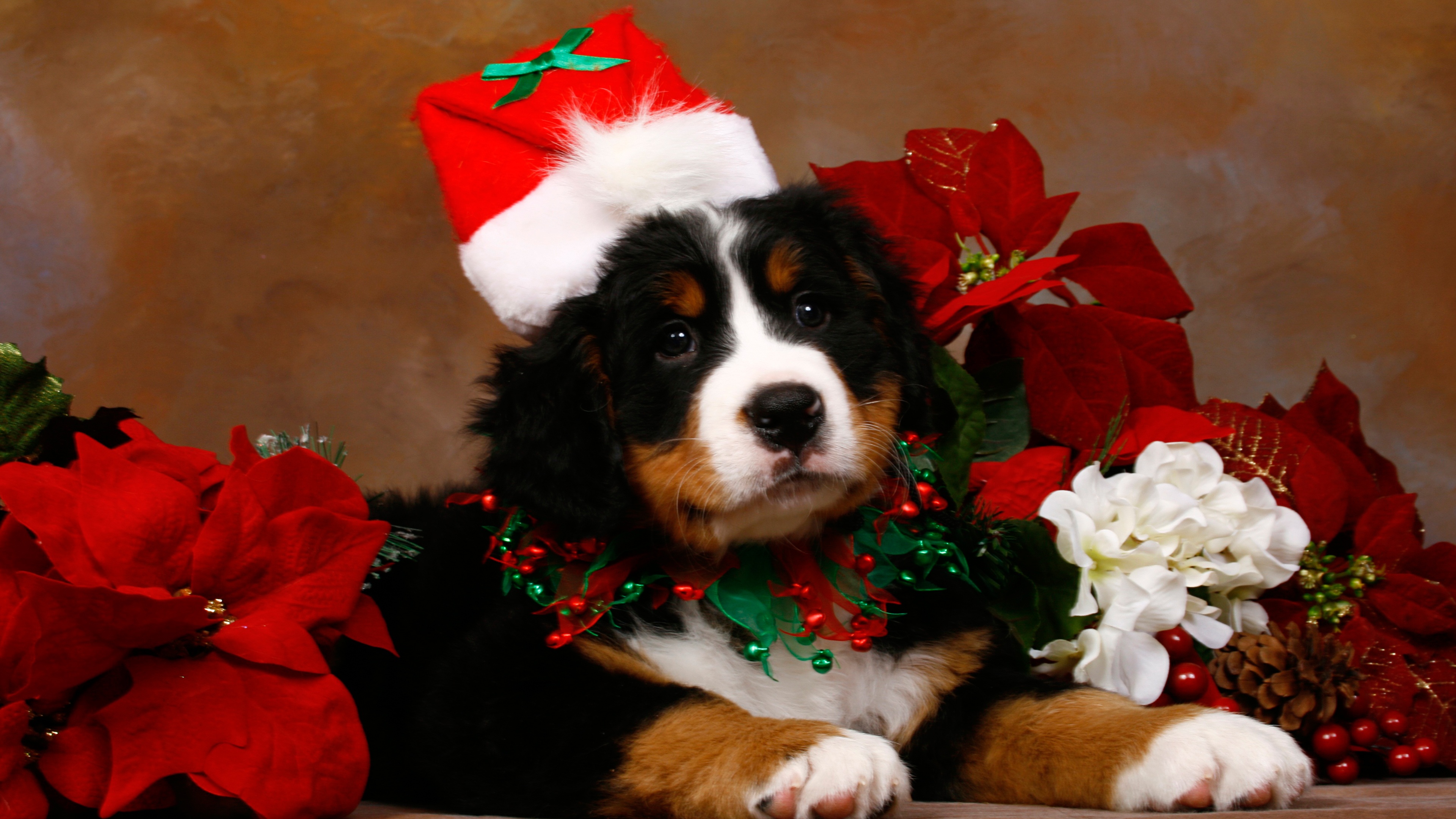 Christmas Cute Puppy