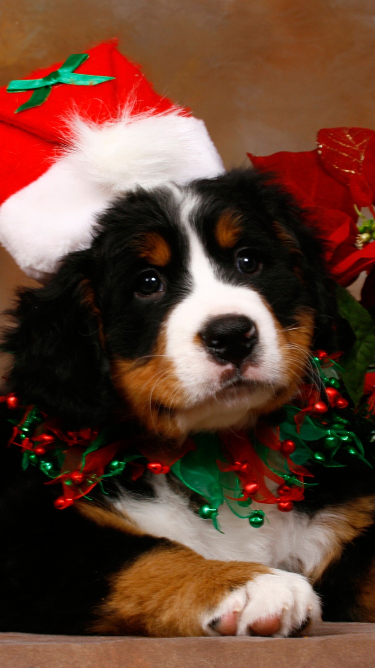 Christmas Cute Puppy