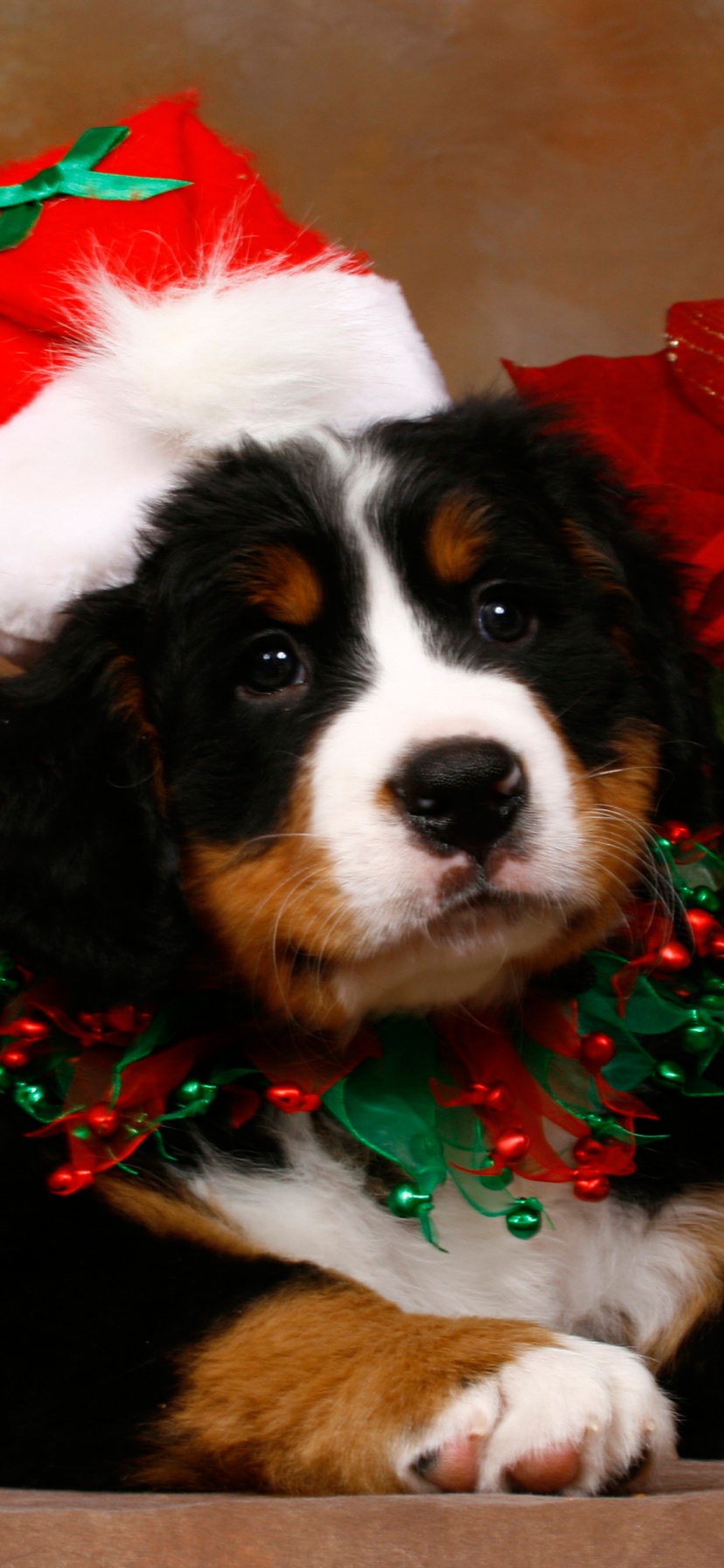 Christmas Cute Puppy