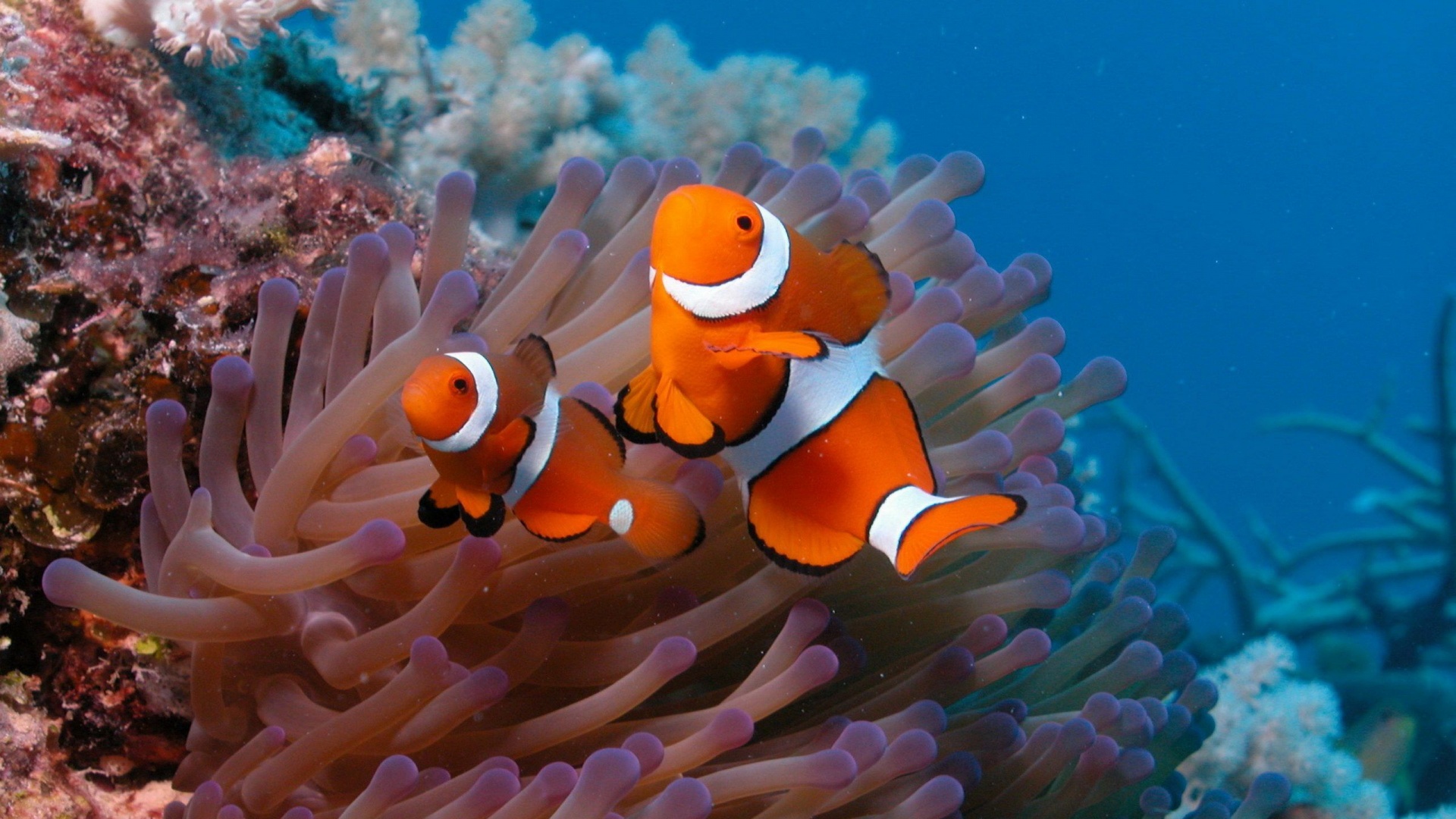 Clown Fish