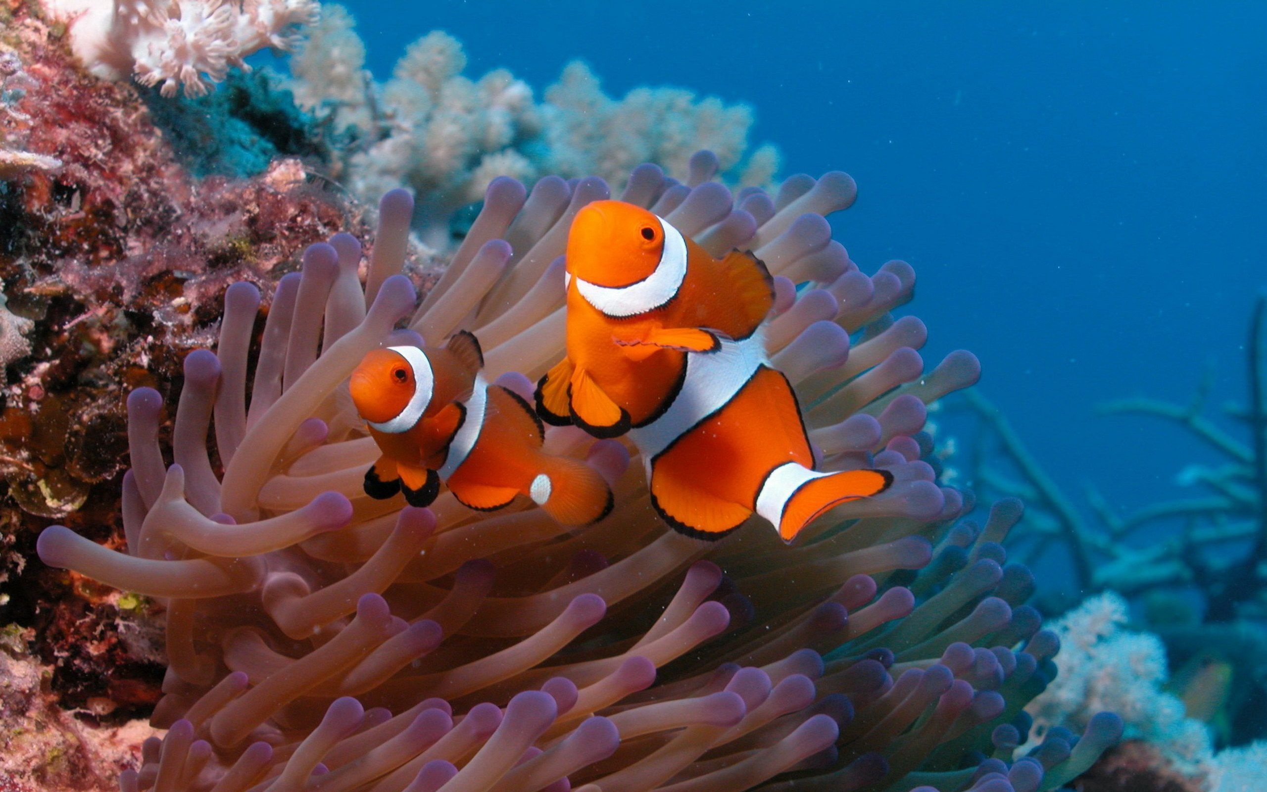 Clown Fish