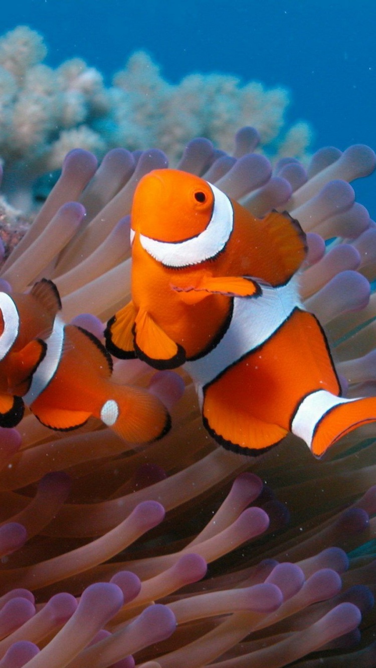 Clown Fish
