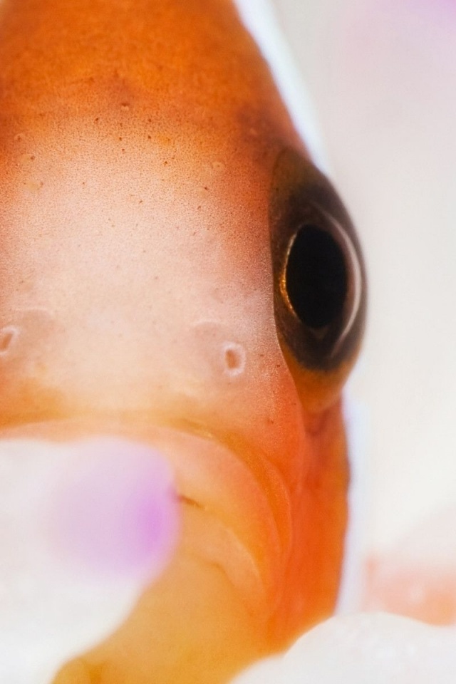 Clown Fish Clownfish Anemonefish