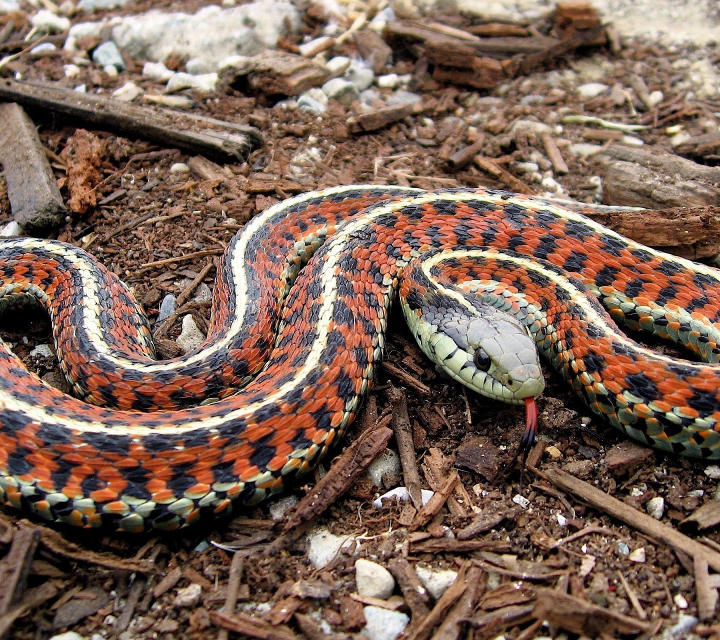 Coast Garter Snake