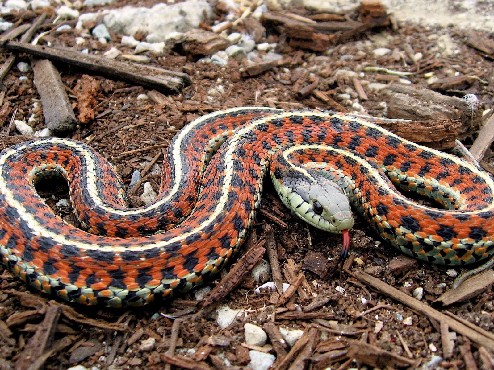 Coast Garter Snake