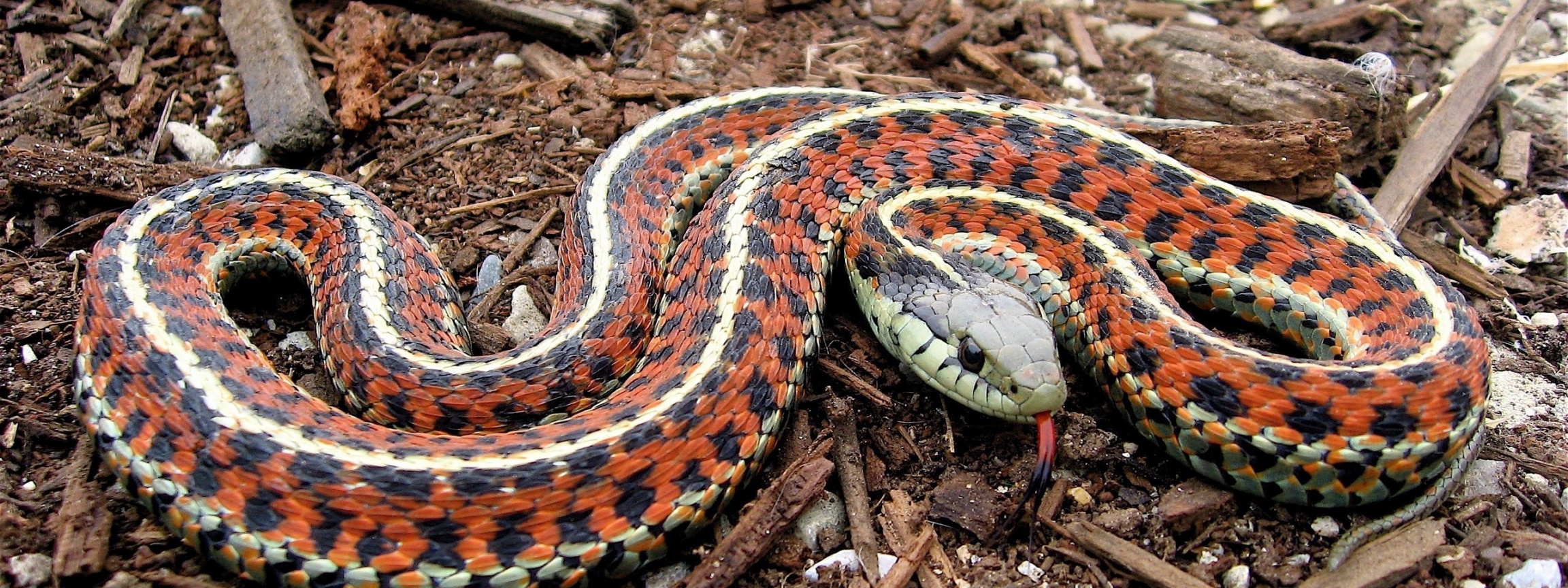 Coast Garter Snake