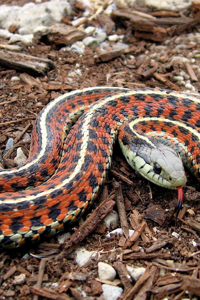 Coast Garter Snake