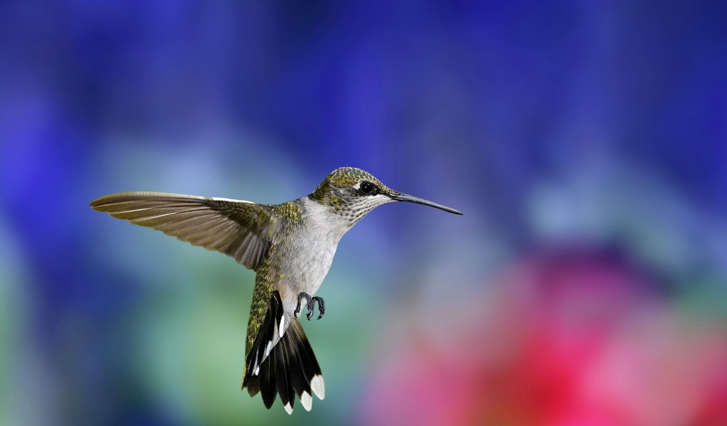 Colibri Bird1