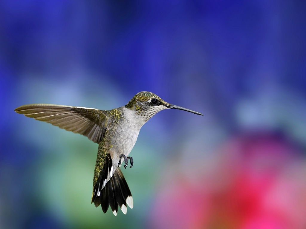 Colibri Bird1