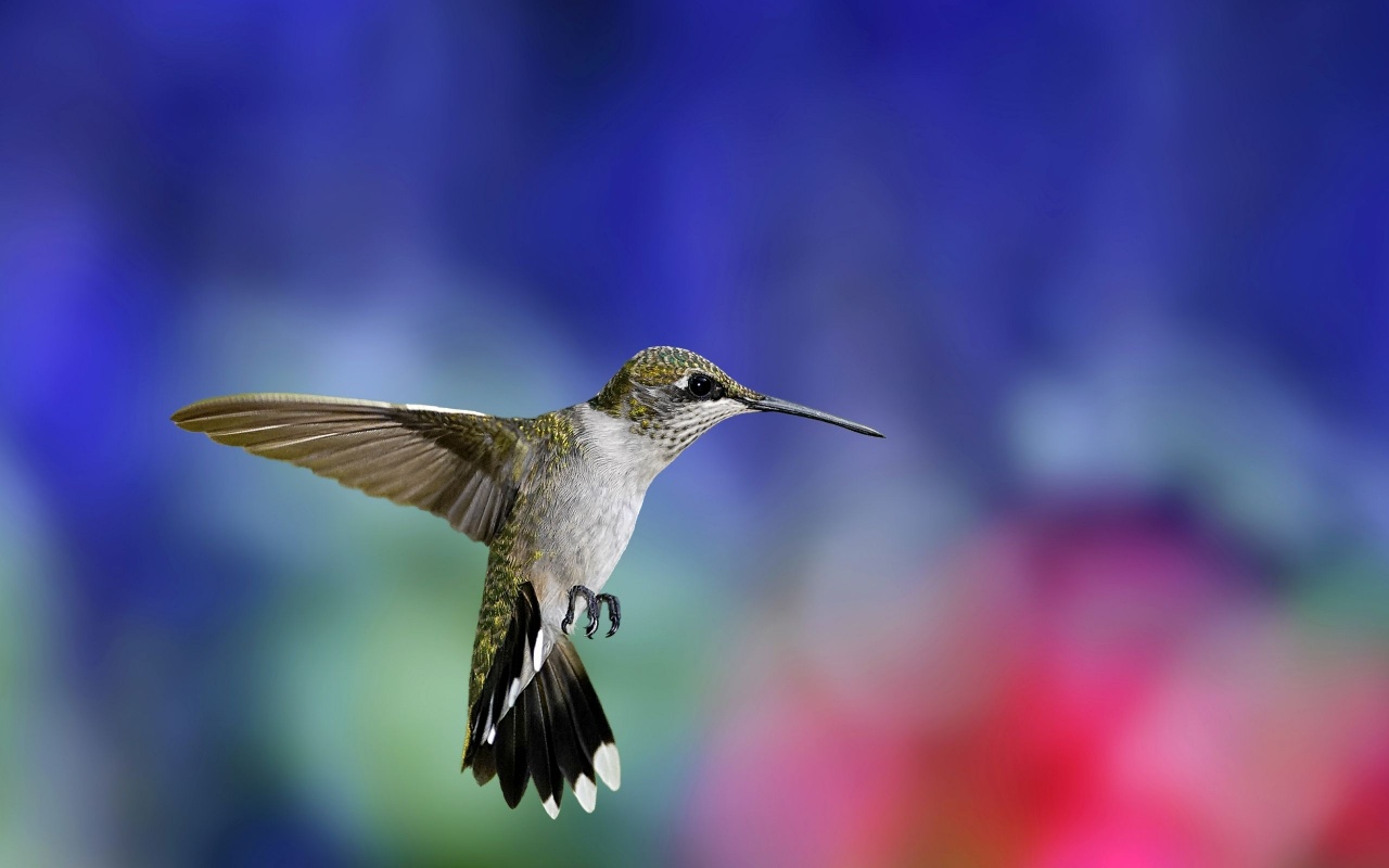 Colibri Bird1