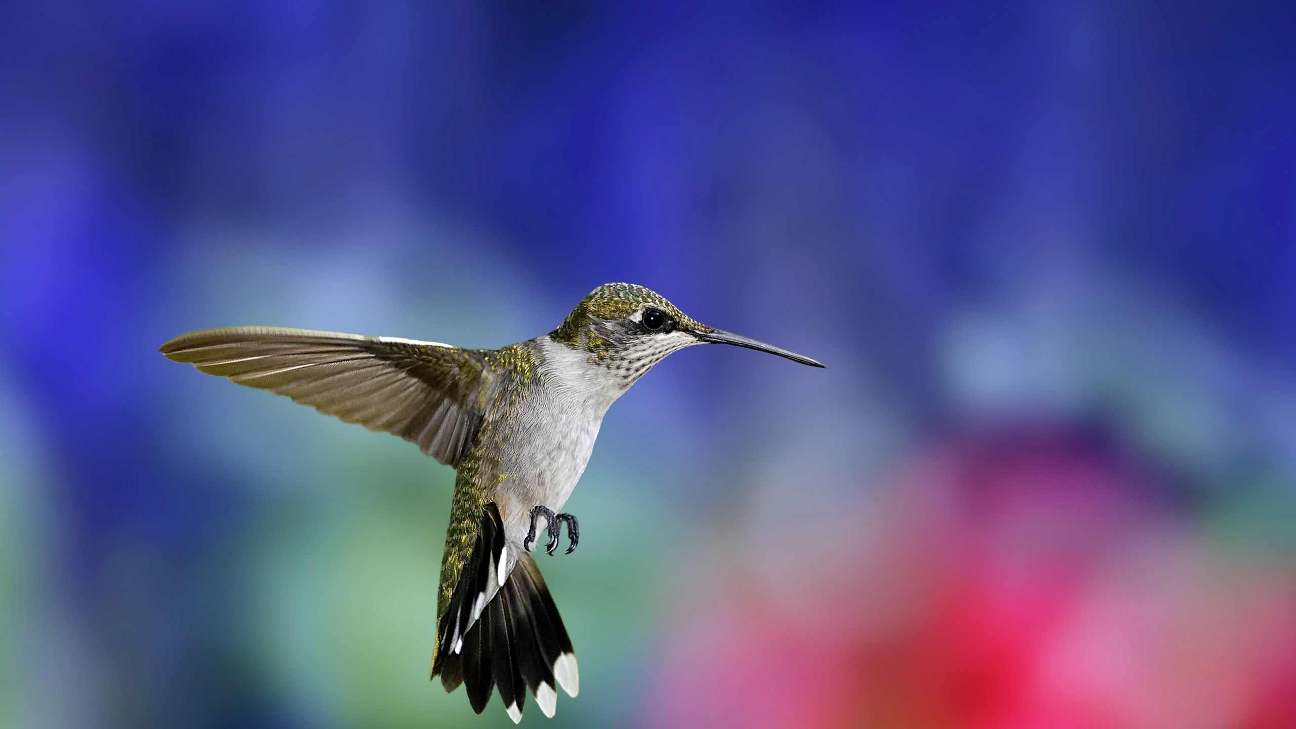 Colibri Bird1