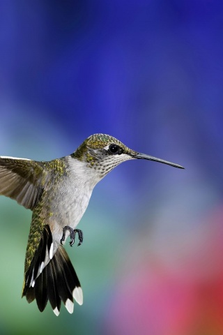 Colibri Bird1