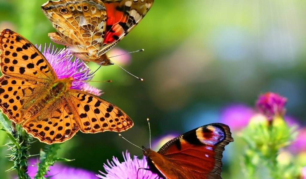 Colorful Butterflies