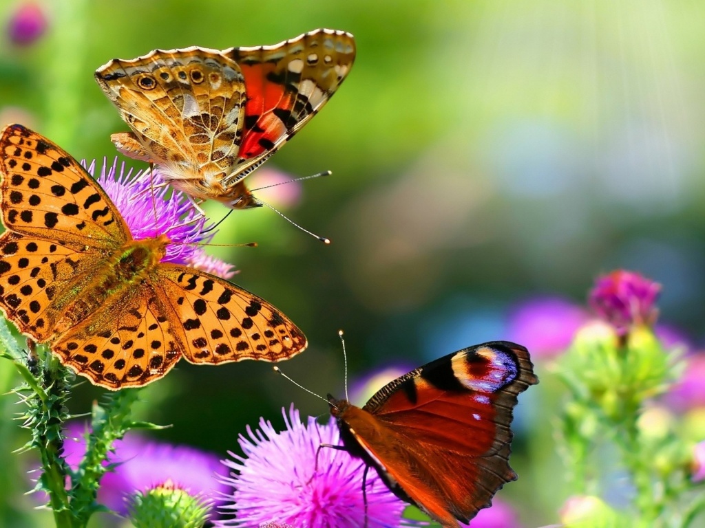 Colorful Butterflies