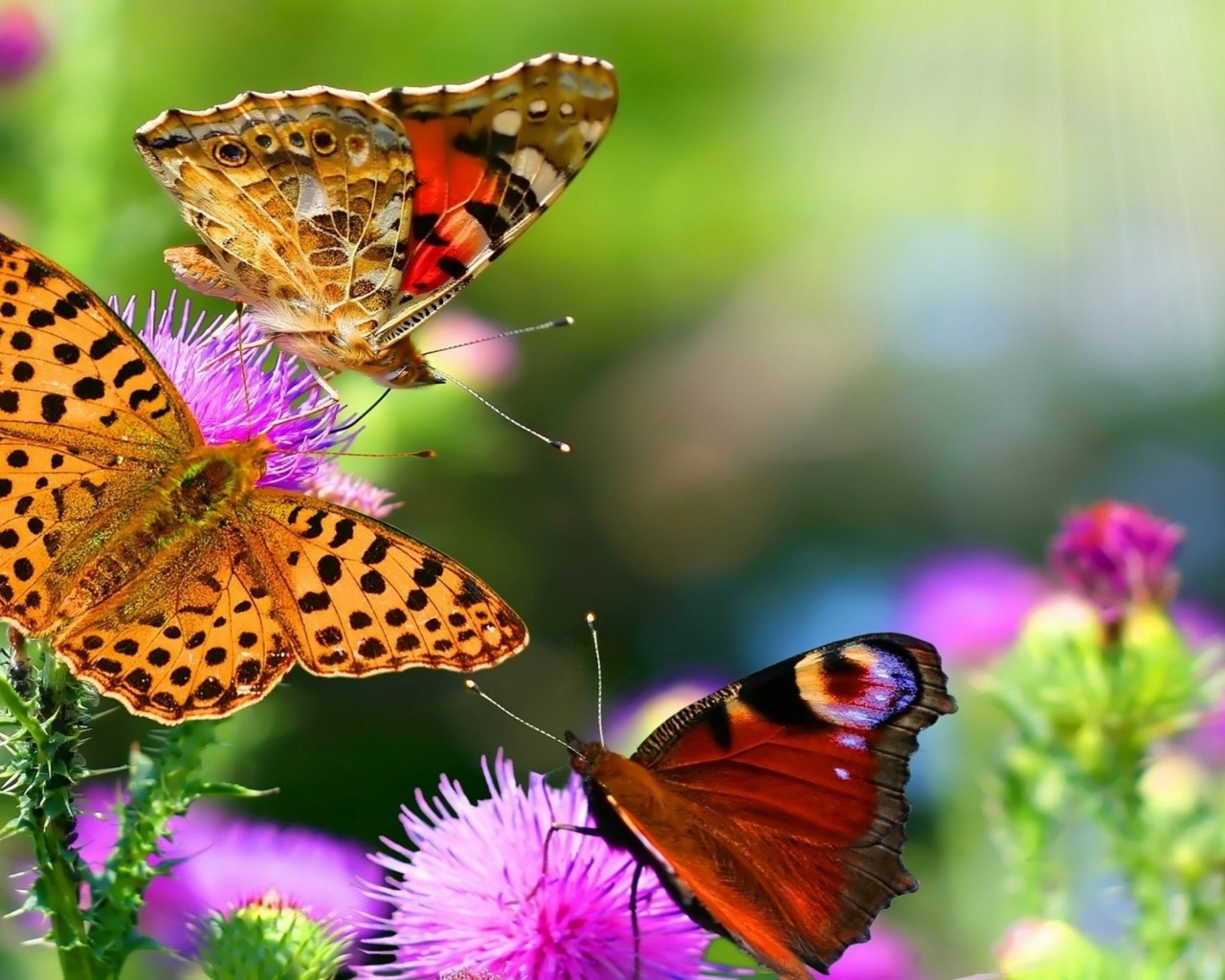 Colorful Butterflies