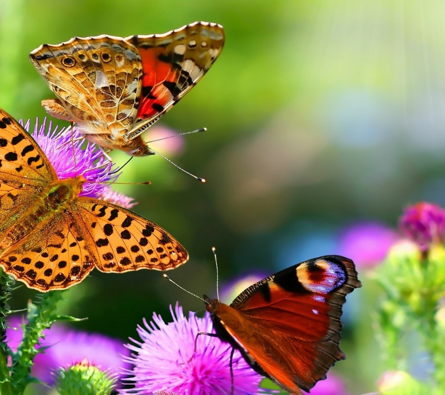 Colorful Butterflies