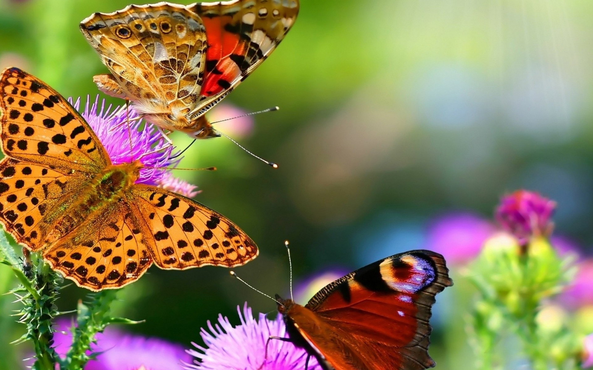 Colorful Butterflies