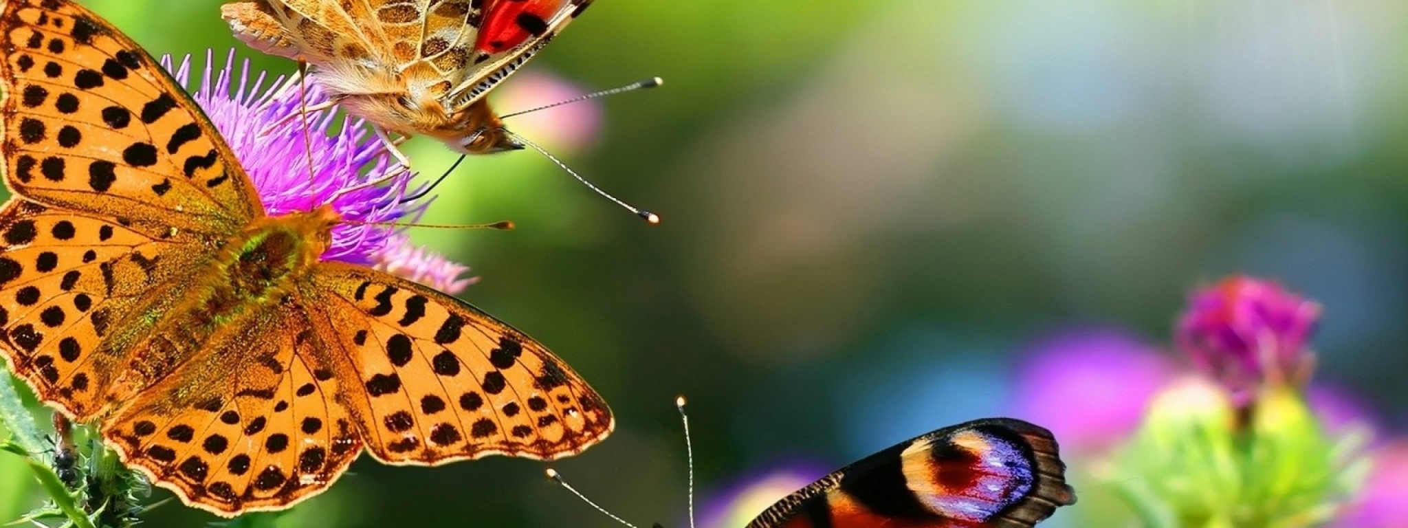 Colorful Butterflies