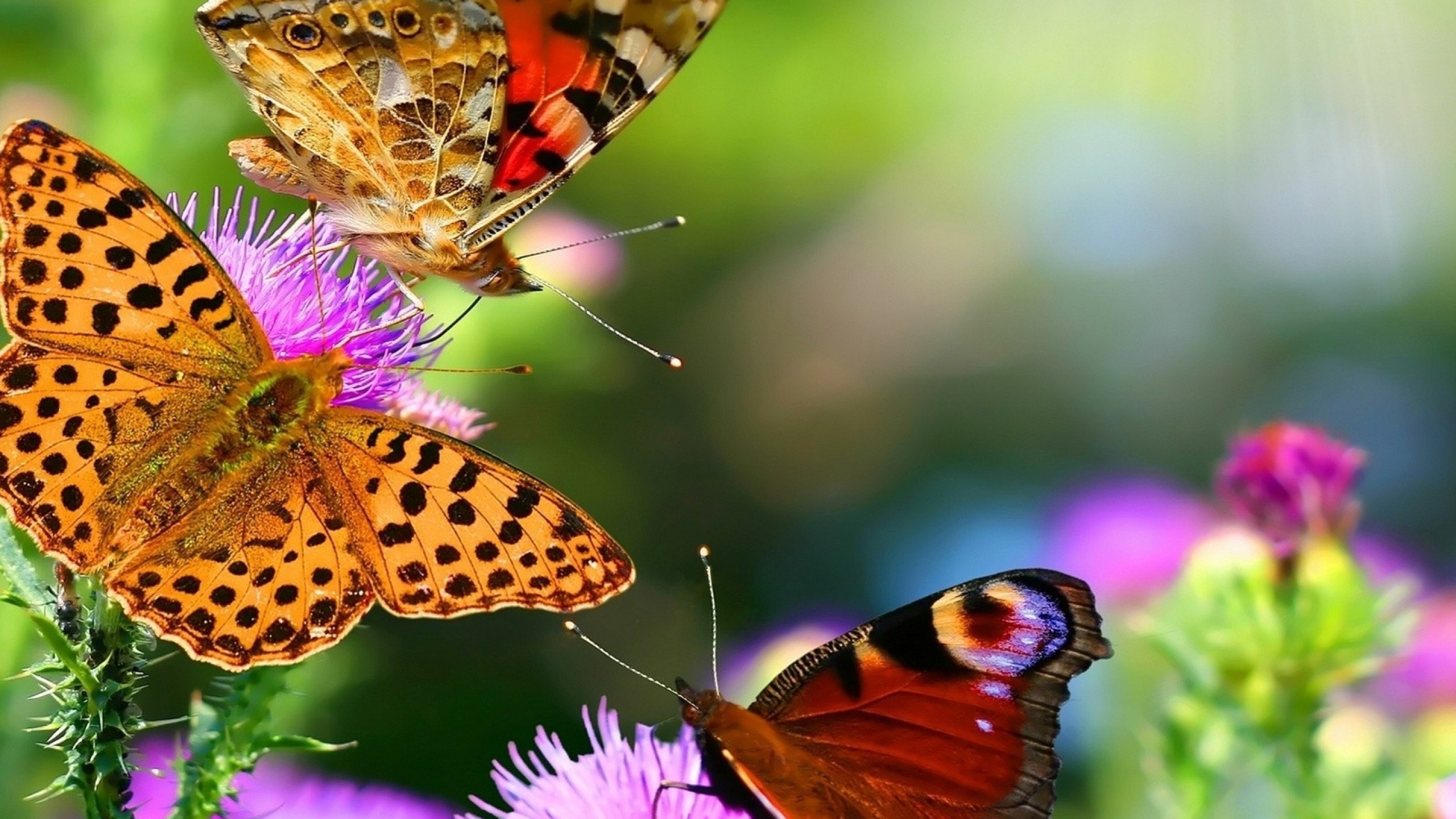 Colorful Butterflies