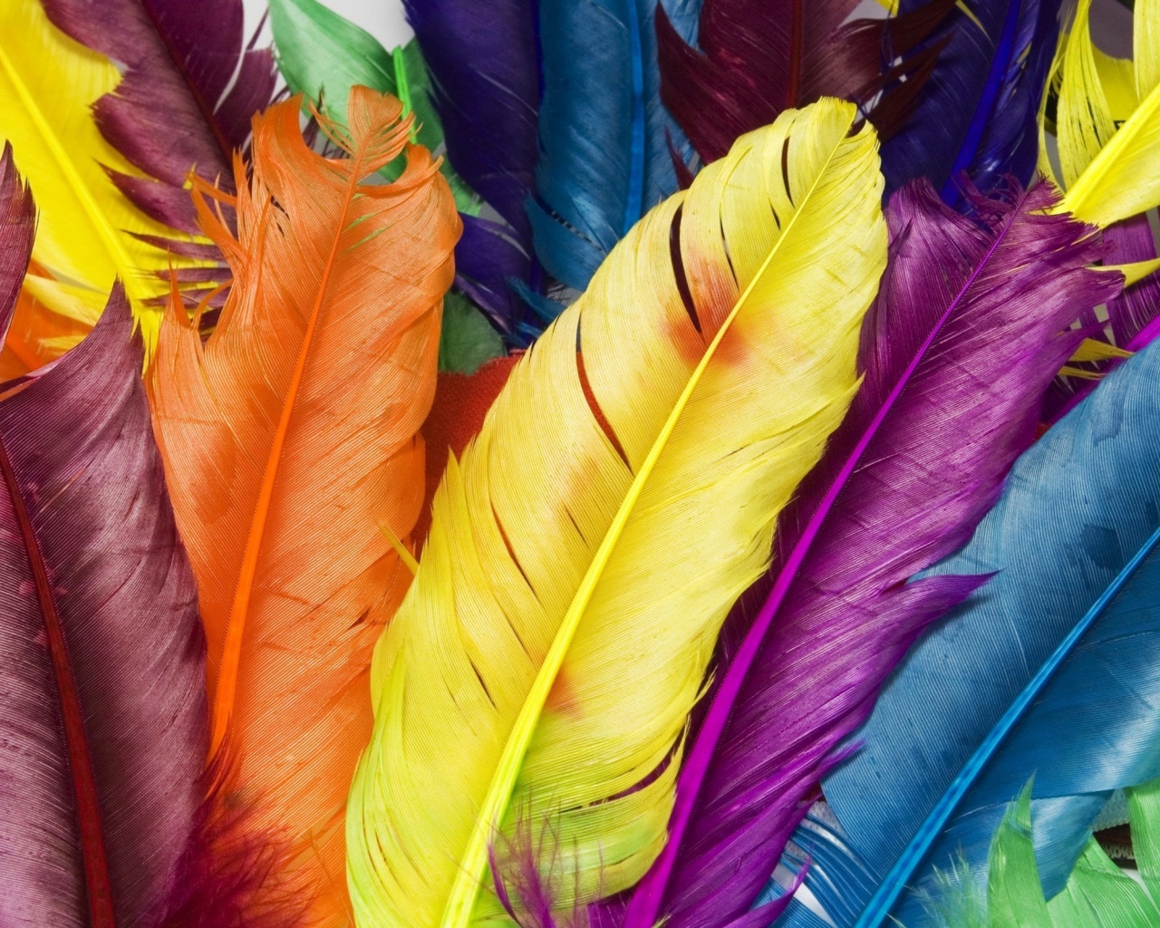 Colorful Feathers