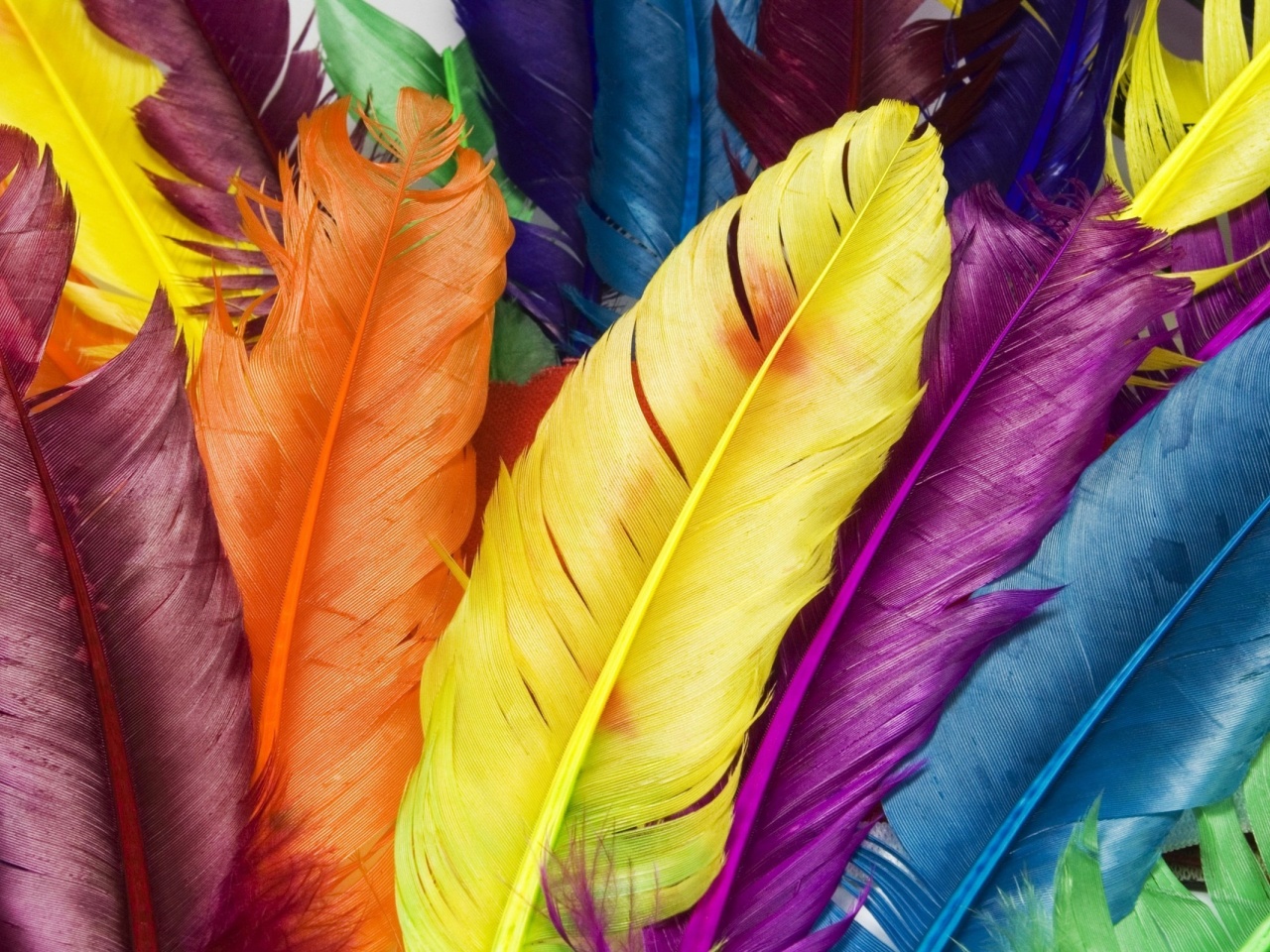 Colorful Feathers