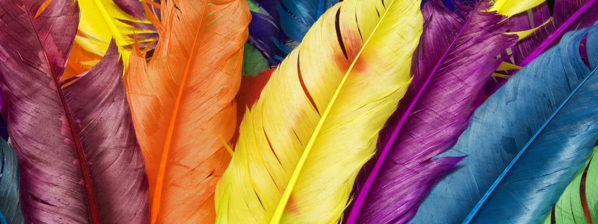 Colorful Feathers