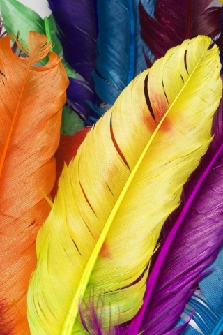 Colorful Feathers