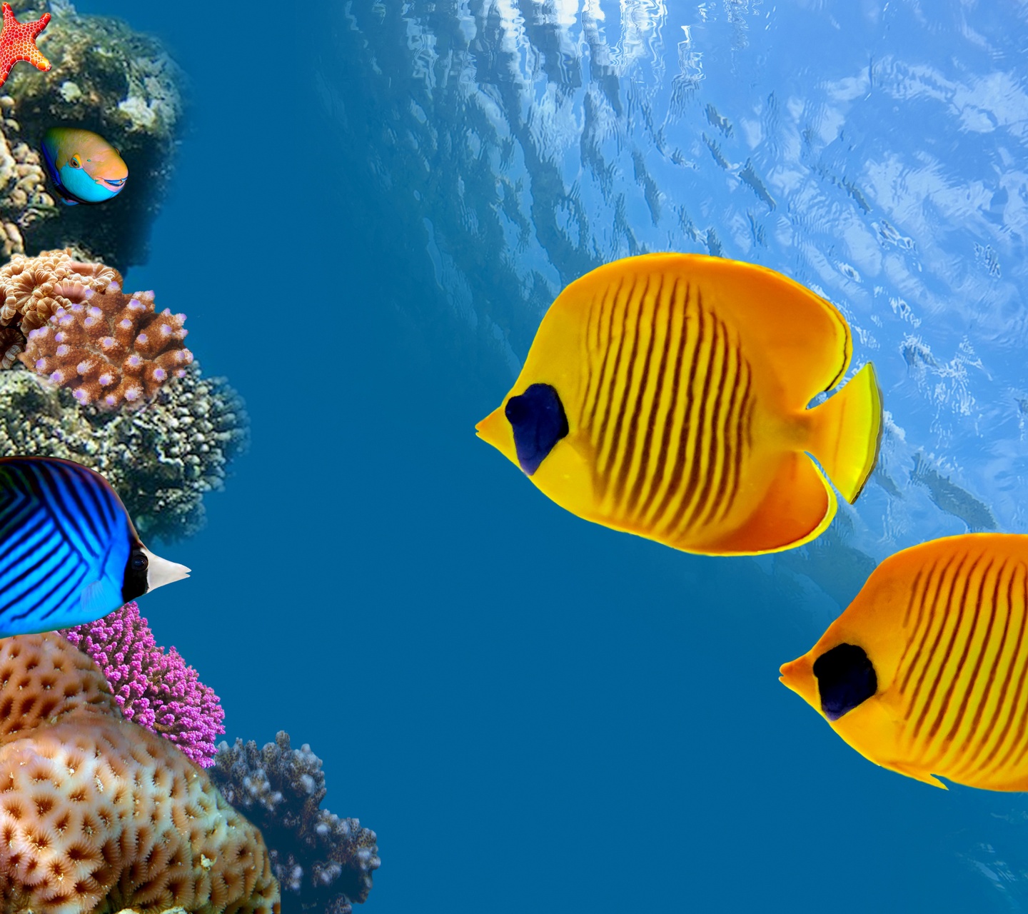 Corals And Fish