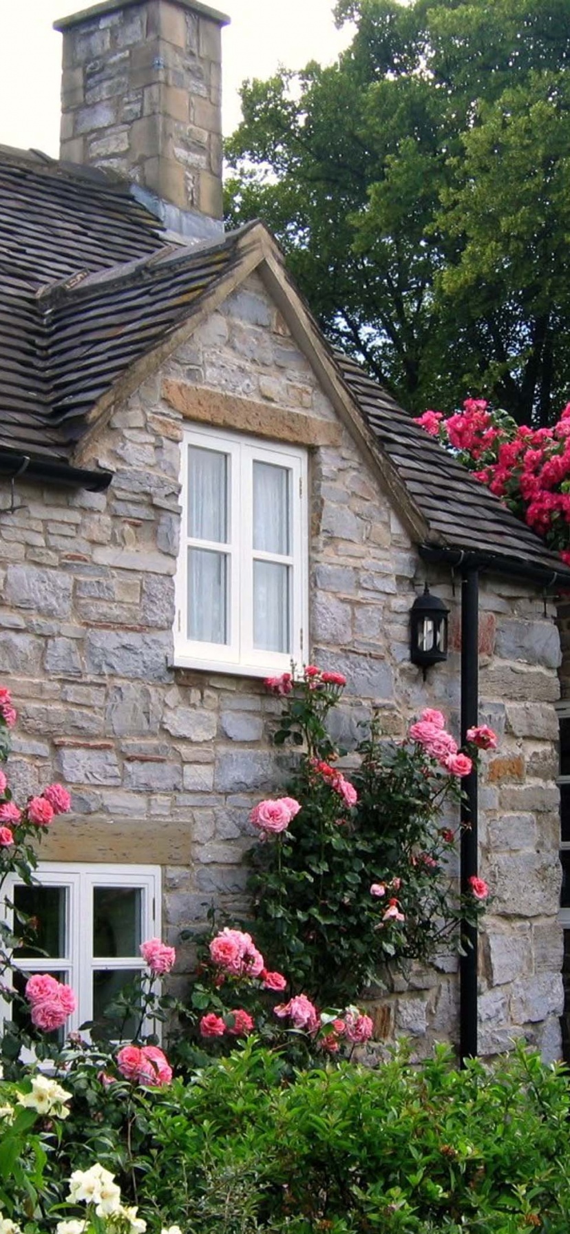 Cottage With Roses Village Of Thorpe Tissington Trail Derbyshire