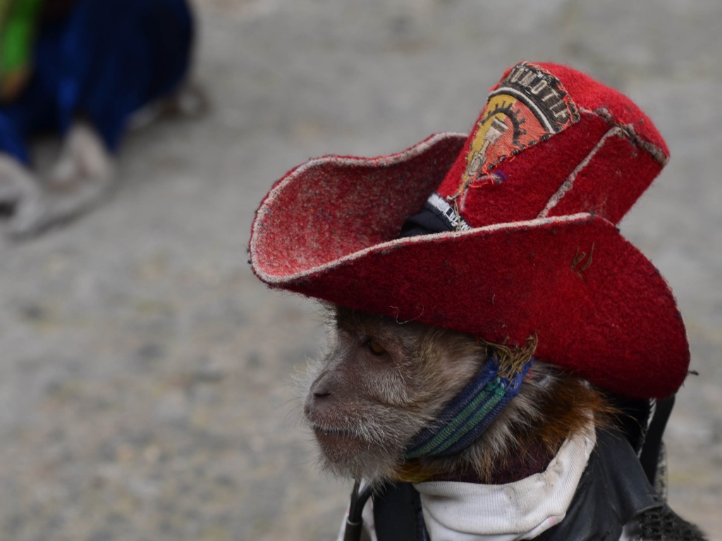 Cowboy Monkey