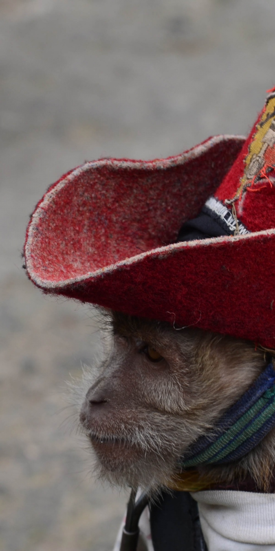 Cowboy Monkey