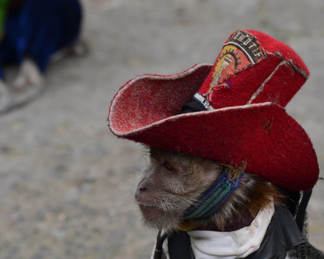 Cowboy Monkey