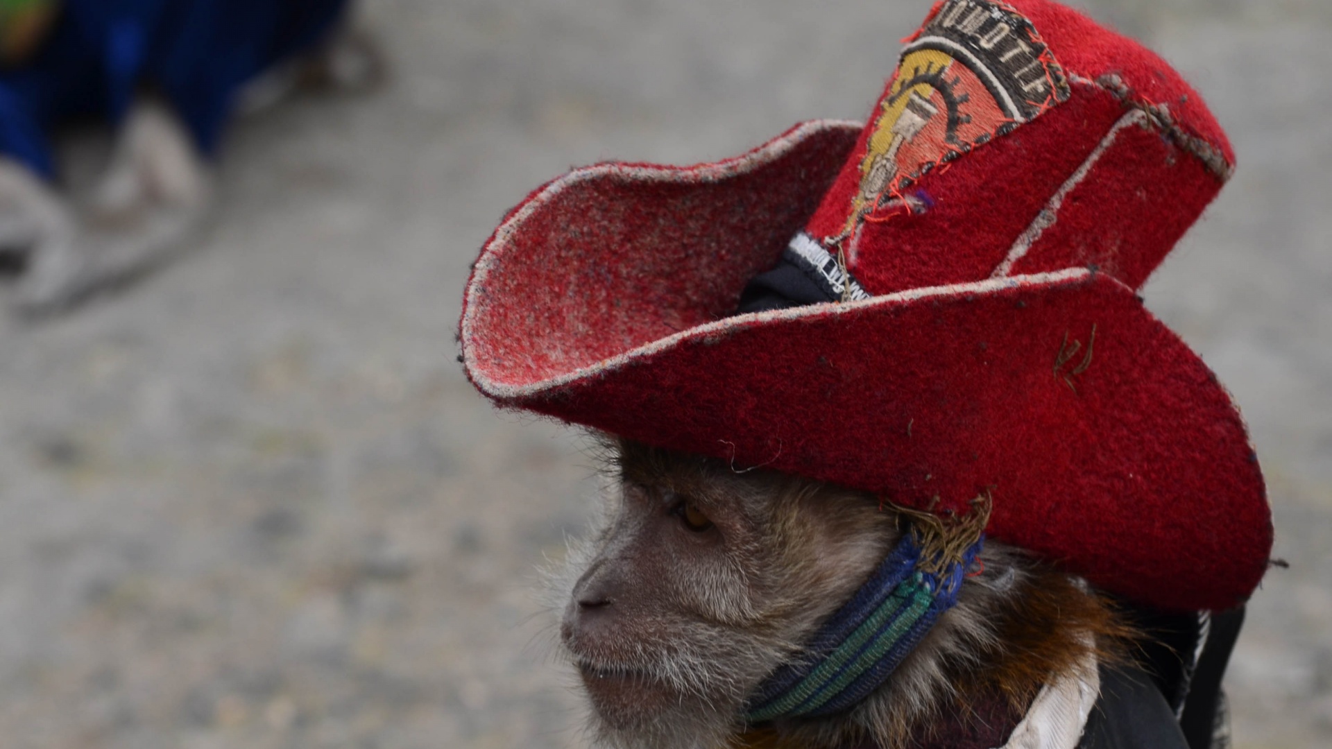 Cowboy Monkey