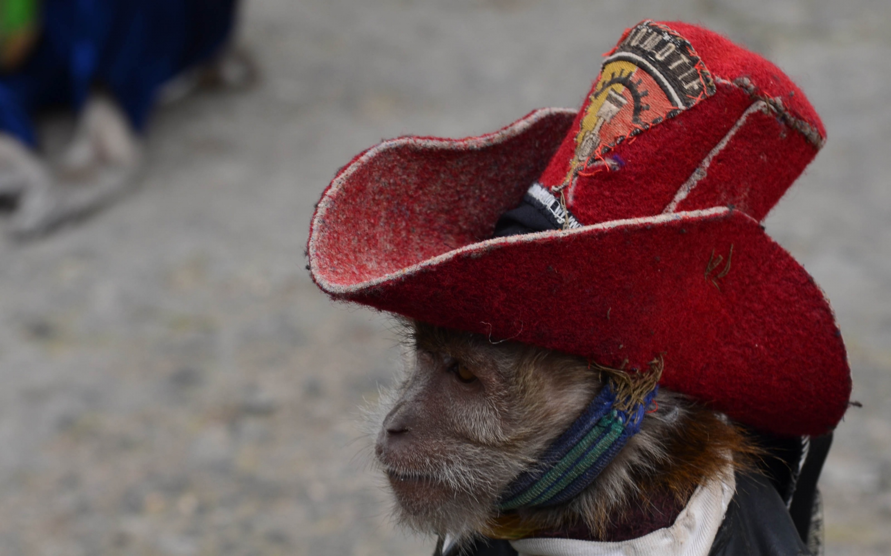 Cowboy Monkey